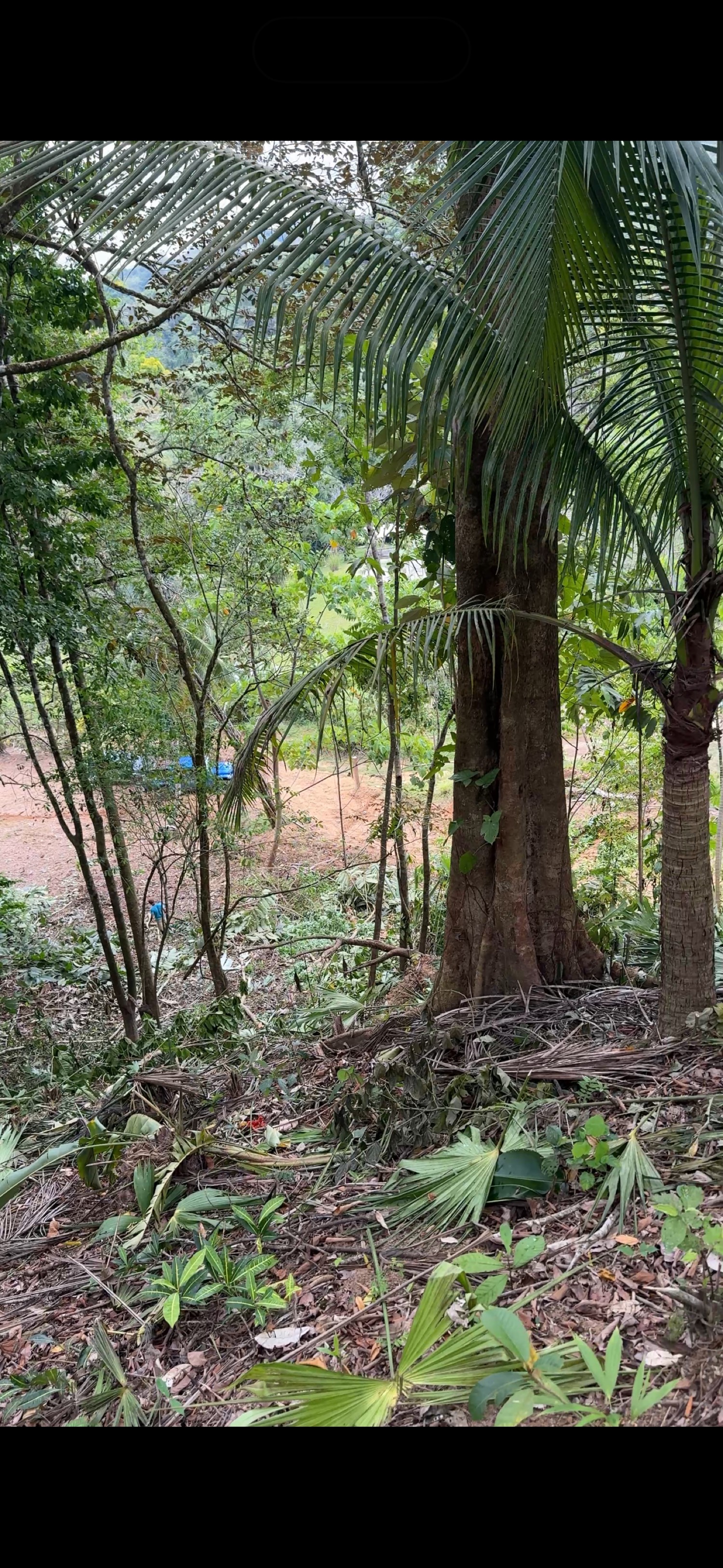 Jungle