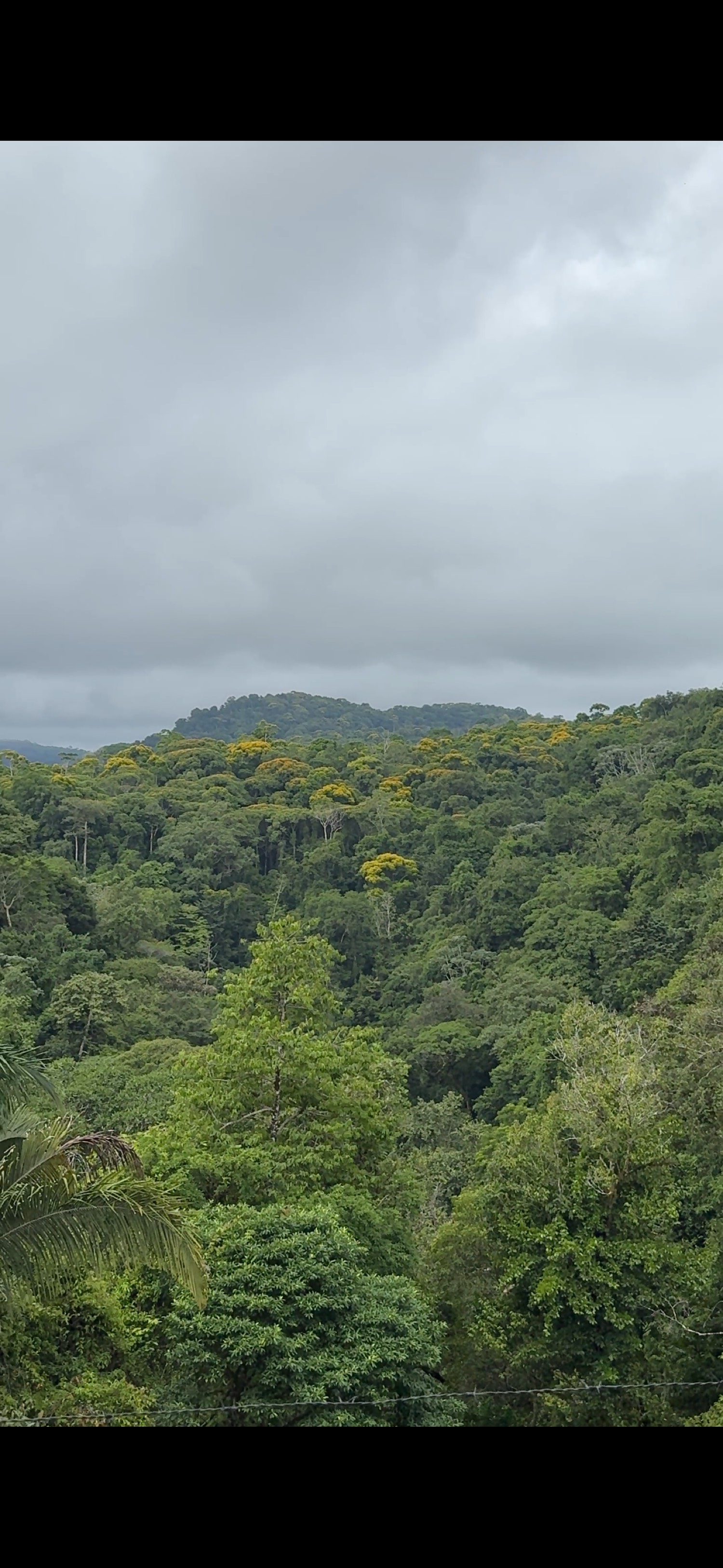Forest view